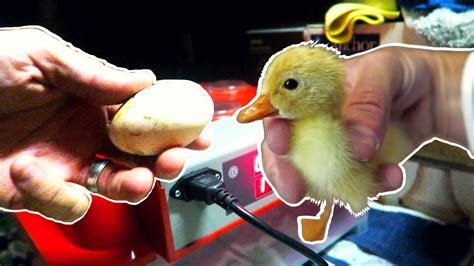 Incubating Duck Eggs from START TO FINISH | Rite Farm 3600 Incubator ...