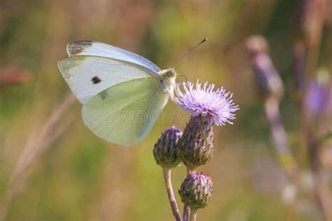 Pieris Brassicae, the Large White or Cabbage Butterfly Pollinating Stock Photo - Image of large ...