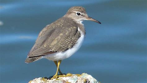 Spotted Sandpiper | Indra Inn | Playa Grande, Costa Rica