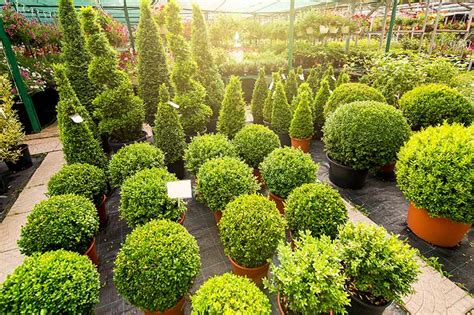 Box Hedge Nematodes - Garden Plant