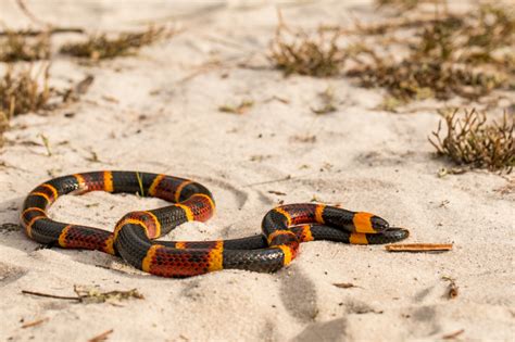 What You Need to Know About Venomous Snakes in the South – Garden & Gun