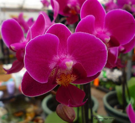 Flowering Orchids Free Stock Photo - Public Domain Pictures