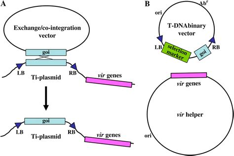 Figure 1 from Update on T-DNA Binary Vectors T-DNA Binary Vectors and Systems | Semantic Scholar