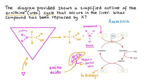 Question Video: Identifying the Reactants in the Ornithine Cycle | Nagwa