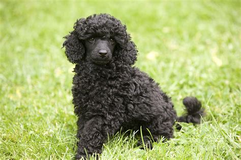 Black poodle puppies for sale