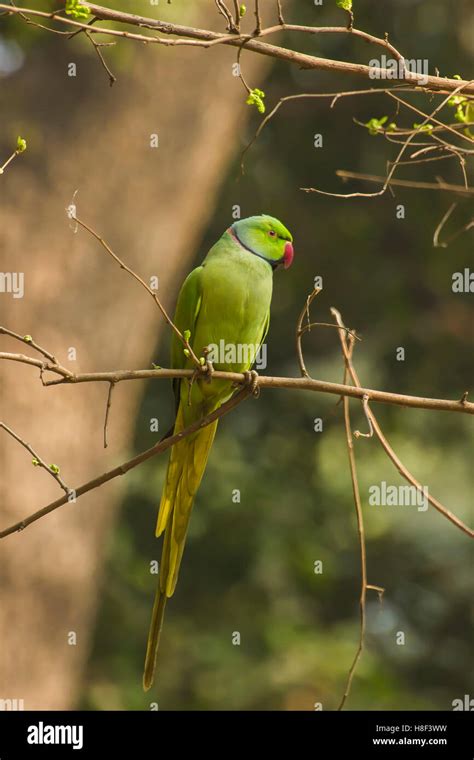 Green parakeet flying hi-res stock photography and images - Alamy