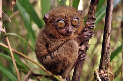 11 Tiny Tarsier Facts - Fact Animal