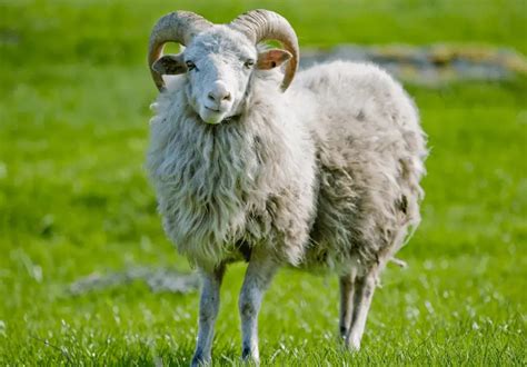 Do Sheep Have Horns? What You Need To Know – Savvy Farm Life