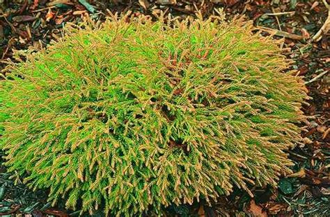 Top 10 Dwarf Conifers for Small Space Gardening: Arborvitae | Dwarf conifers, Dwarf trees for ...