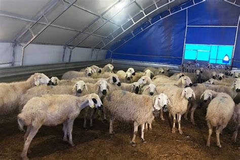 Sheep Barn Ideas (5 Things To Know) - SheepCaretaker