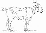Billy Goat coloring Page  ColouringPages sketch template