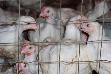 Chicken Coop Free Stock Photo - Public Domain Pictures