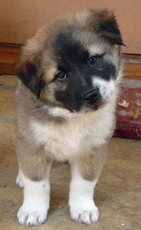 Akita Shepherd (Akita x German Shepherd Mix), Temperament, Puppies, Pictures