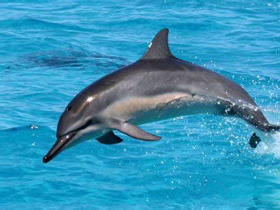 Hawaiian Islands Humpback Whale - Marine Life - Hawaiian spinner dolphins