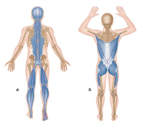 Posterior Chain Training - Hoyles Fitness