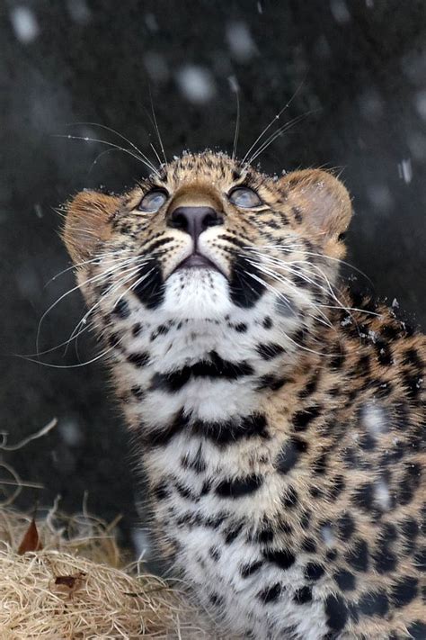 Brookfield Zoo Shares Photo of Amur Leopard Cub's First Snow | Western Springs, IL Patch