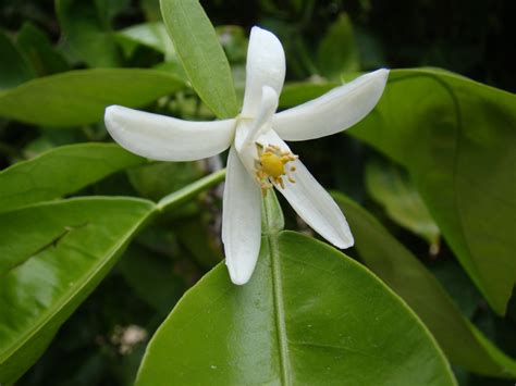 Navel Orange - Fruit and Blossoms