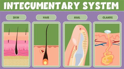 Integumentary System: What It Is, Function Organs, 42% OFF