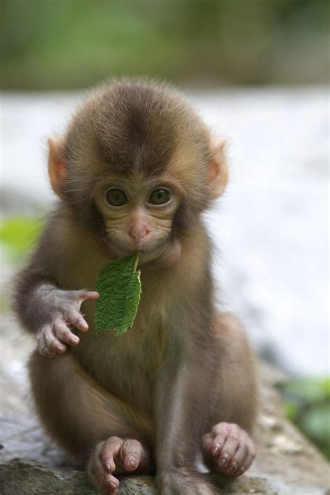 Monkey munchies. | Cute baby monkey, Cute animals, Baby animals