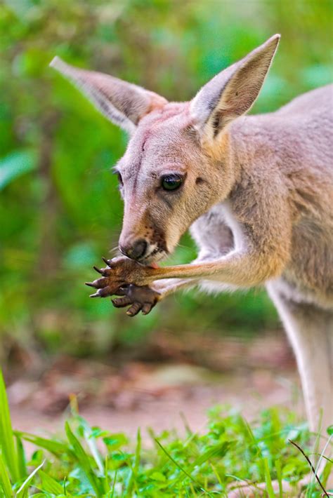 Young kangaroo eating | A young kangaroo eating something, I… | Flickr