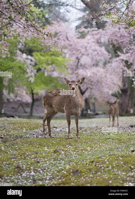 Deer in Nara Park among the cherry blossom. Nara, Japan Stock Photo - Alamy