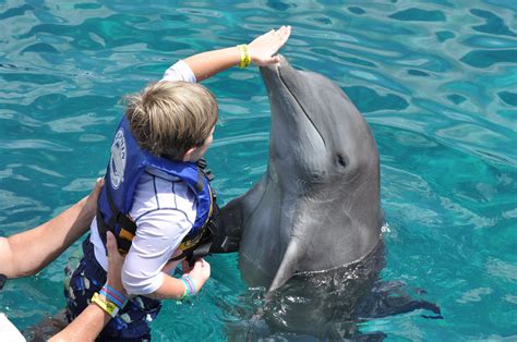 Is It Cruel to swim with the Dolphins? - Today's Mama