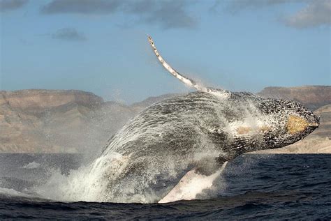 Humpback Whale Breaching Photograph by Christopher Swann/science Photo ...