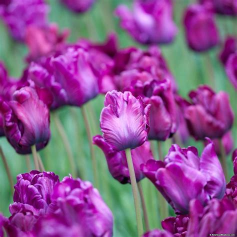 Victorias Secret® Parrot Tulip | Parrot tulips, Bulb flowers, Organic raised garden beds