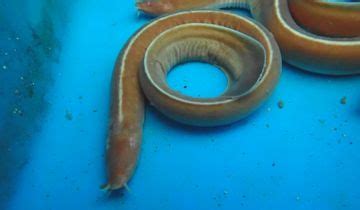 Inshore Hagfish | List of Geopark Sites and Treasures | Oki Islands ...