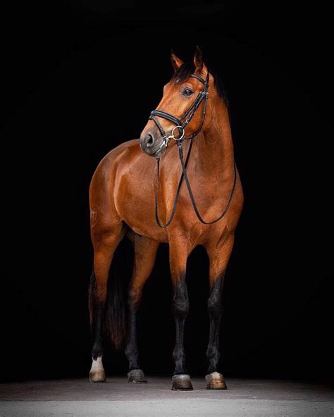 Photographer Captures The Unique Beauty Of The Lusitano Horse Breed