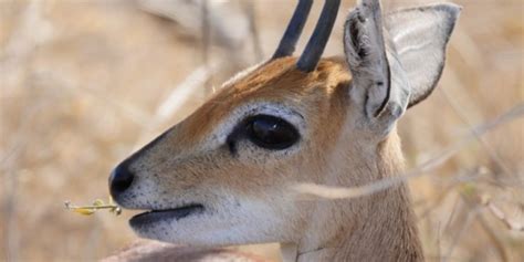 Steenbok: A Complete Guide To The Steenbok Of Africa ️