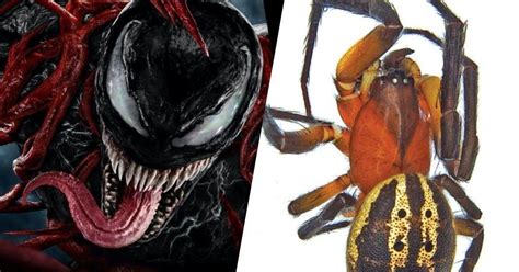 Newly Discovered Spider Species Named After Spider-Man Character Venom ...