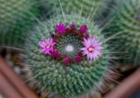 Growing Pincushion Cactus | Kellogg Garden Organics™