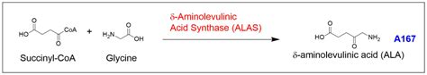 Protoporphyrin IX: A Primer | Frontier Specialty Chemicals