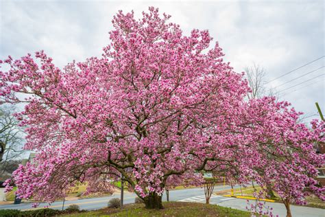 2/25/18 – The Perfect Japanese Magnolia Tree from Every Angle | Picture Birmingham