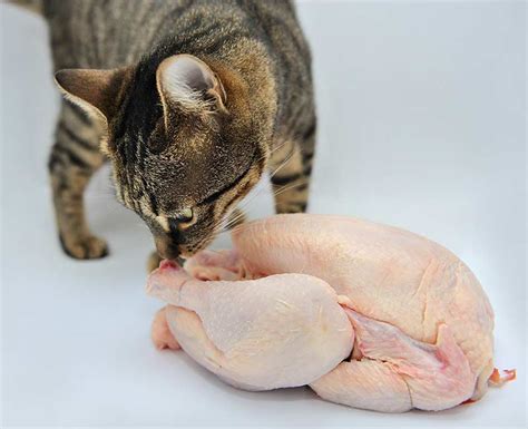 Can Cats Eat Raw Chicken? Is It Safe And Can It Do Them Good?