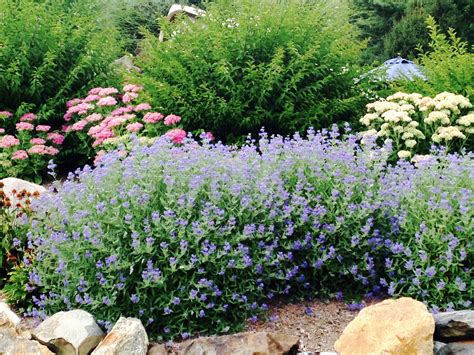 Caryopteris clandonensis in rock garden. American Theme, Flowering Shrubs, Desert Plants ...