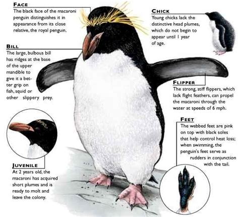 Macaroni Penguin – "OCEAN TREASURES" Memorial Library