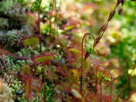 Sundew by fullmoon95 on DeviantArt