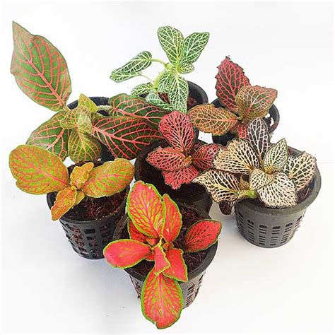 Fittonia /Nerve Plant (any two pots) - Buy Aquarium Plants and Aquarium Fishes Online