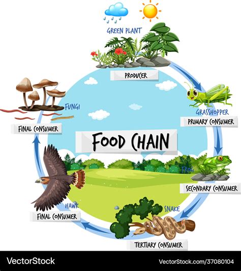 Food chain diagram concept Royalty Free Vector Image