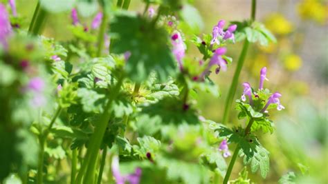 Common henbit Stock Video Footage - 4K and HD Video Clips | Shutterstock