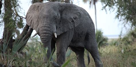 Scientists identify genes behind tusklessness in African elephants ...