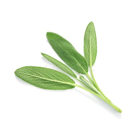 Close Up a Fresh Green Sage Herb Leaf on White Background Stock Image - Image of macro ...