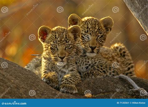 Two Leopard cubs stock image. Image of africa, cats, feline - 7135561