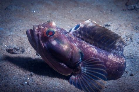 13 Frightening Sarcastic Fringehead Facts - Fact Animal