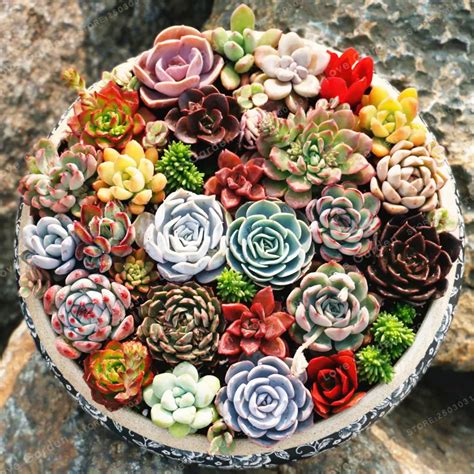 Aliexpress.com : Buy Rare Beauty Succulents plant Easy To Grow Potted Flower plant 100 Pcs ...