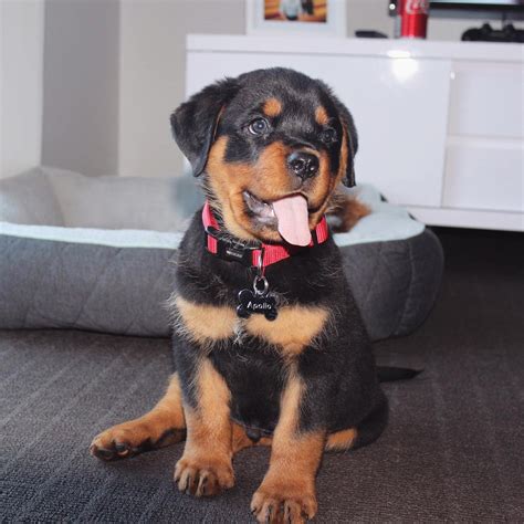 Rottweiler Puppies For Sale | Dallas, TX #290752 | Petzlover