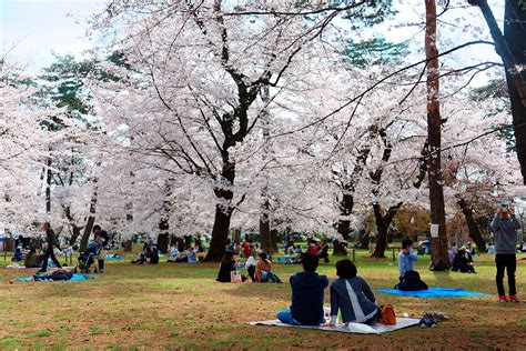 Unique Japanese Culture and Traditions | KCP International