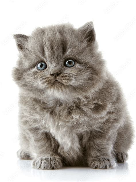 British Longhair - SBS CATS | British Shorthair breeder